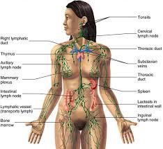 Le drainage lymphatique manuel est une technique de massage doux destinée à stimuler la circulation de la lymphe.